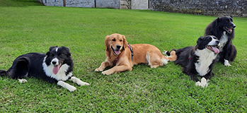 Pascaline Sion et deux de ses chiens