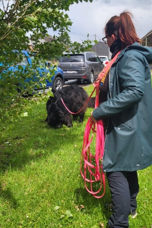 Une élève regarde son chien en train de pister une odeur vers une piste